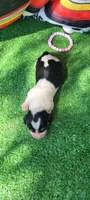Rose, a female Miniature Dachshund for sale in Chickamauga, GA – 4 of 5