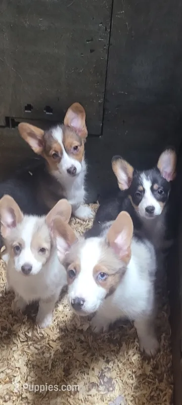 Christmas Puppies – Pembroke Welsh Corgi, Toy Australian Shepherd puppy for sale in Chickamauga, GA