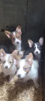 Christmas Puppies, a  Pembroke Welsh Corgi and Toy Australian Shepherd for sale in Chickamauga, GA – 9 of 10