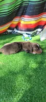 Canyon, a male Miniature Dachshund for sale in Chickamauga, GA – 4 of 9