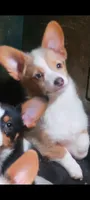 Christmas Puppies, a  Pembroke Welsh Corgi and Toy Australian Shepherd for sale in Chickamauga, GA – 7 of 10
