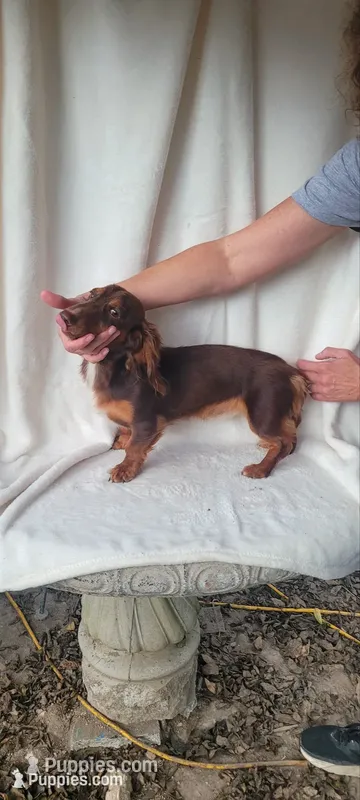 PUPPIES ARE HERE! 🐾🐾🐾🐾💙💙 – Miniature Dachshund puppy for sale in Chickamauga, GA