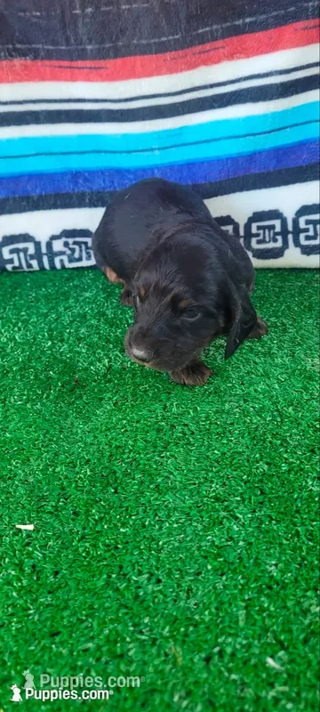 River – Miniature Dachshund puppy for sale in Chickamauga, GA