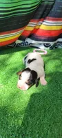Petunia , a female Miniature Dachshund for sale in Chickamauga, GA – 3 of 6