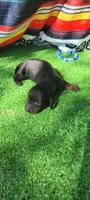 River, a male Miniature Dachshund for sale in Chickamauga, GA – 3 of 7