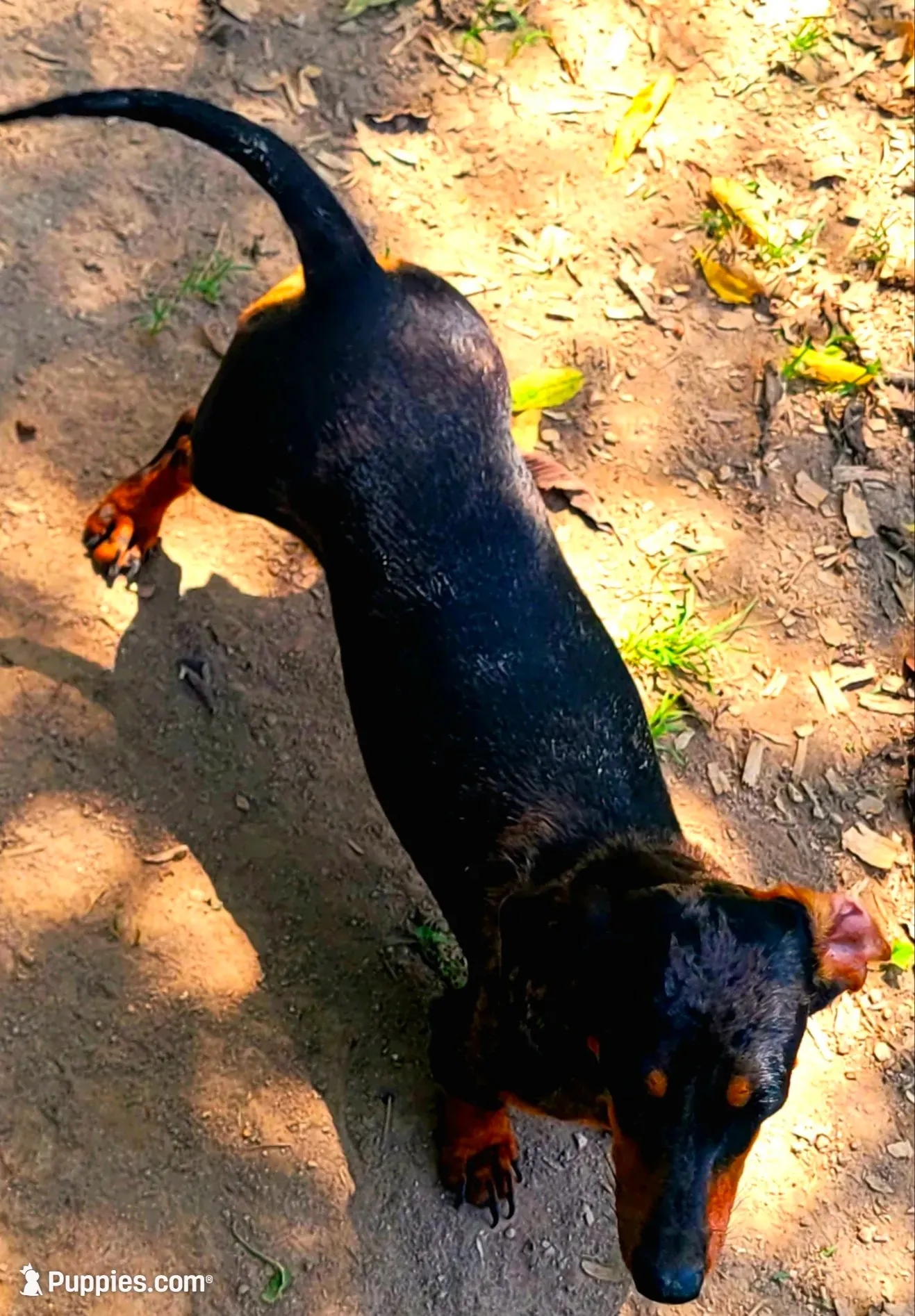 Coming Christmas , a  Miniature Dachshund for sale in Chickamauga, GA – 2 of 3