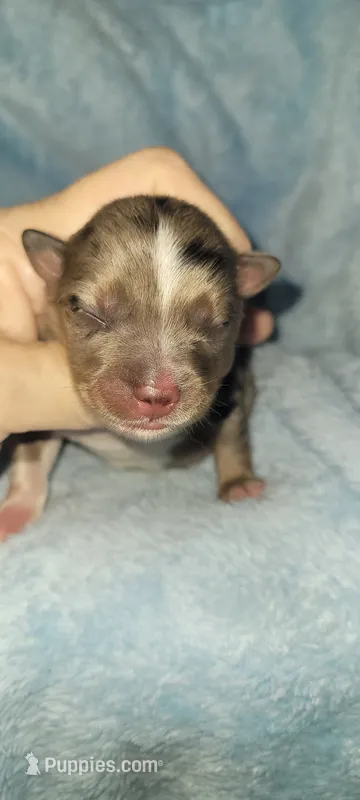 Michael – Miniature American Shepherd puppy for sale in Chickamauga, GA