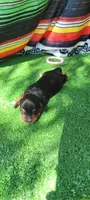 Lily, a female Miniature Dachshund for sale in Chickamauga, GA – 5 of 6
