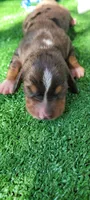 Canyon, a male Miniature Dachshund for sale in Chickamauga, GA – 2 of 9