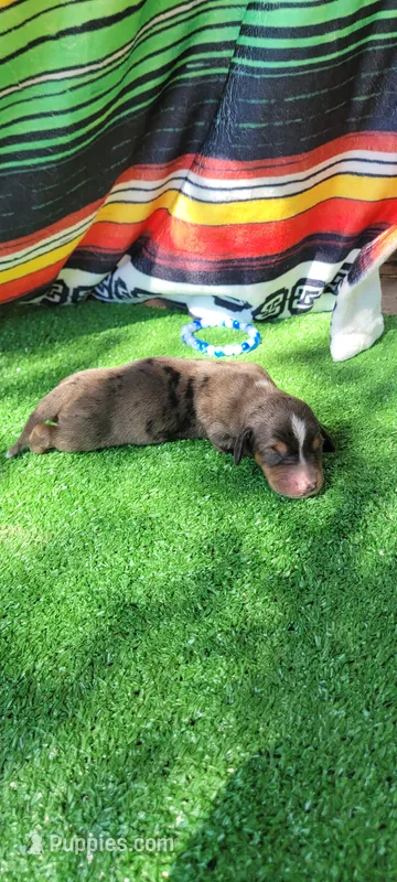 Canyon – Miniature Dachshund puppy for sale in Chickamauga, GA