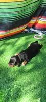 Lily, a female Miniature Dachshund for sale in Chickamauga, GA – 3 of 6