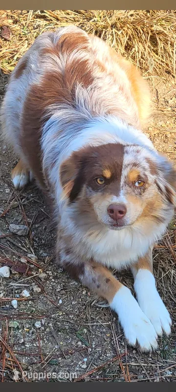 Christmas Puppies  – Miniature American Shepherd puppy for sale in Chickamauga, GA