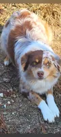 Christmas Puppies , a  Miniature American Shepherd for sale in Chickamauga, GA – 3 of 4