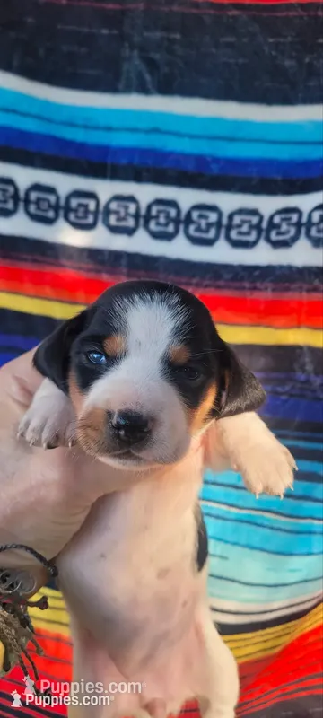 Petunia  – Miniature Dachshund puppy for sale in Chickamauga, GA