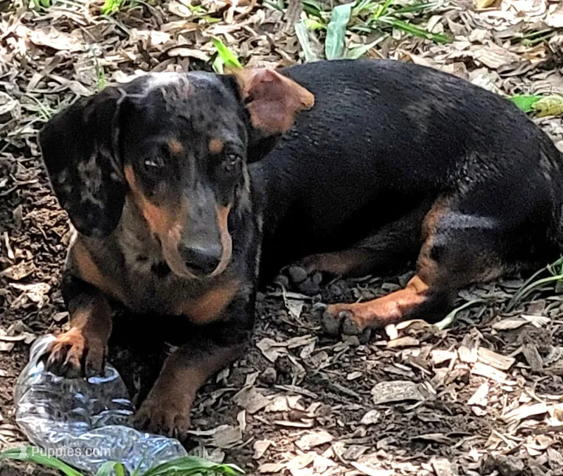 Christmas Puppies – Miniature Dachshund puppy for sale in Chickamauga, GA
