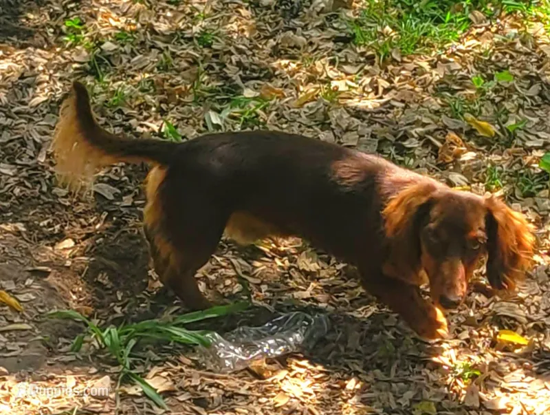 Coming Christmas  – Miniature Dachshund puppy for sale in Chickamauga, GA