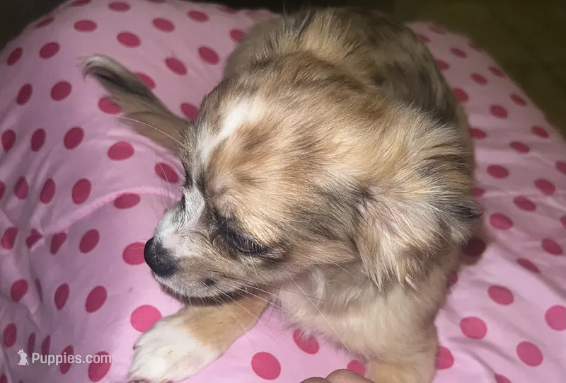 Female 4 – Chihuahua puppy for sale in North Las Vegas, NV