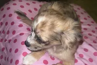 Female 4, a female Chihuahua for sale in North Las Vegas, NV – 1 of 10