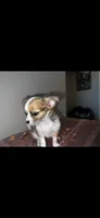 Female 6, a female Chihuahua for sale in North Las Vegas, NV – 7 of 10
