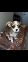 Female 6, a female Chihuahua for sale in North Las Vegas, NV – 2 of 10
