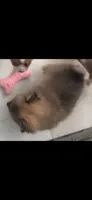 Male pomchi , a male Chihuahua and Pomeranian for sale in North Las Vegas, NV – 2 of 7