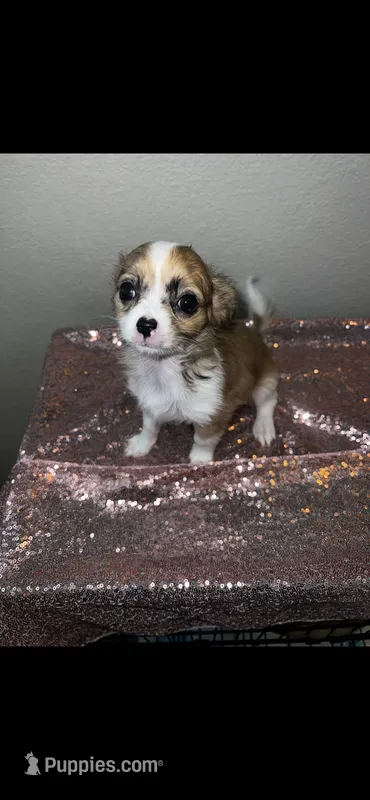 Female 6 – Chihuahua puppy for sale in North Las Vegas, NV