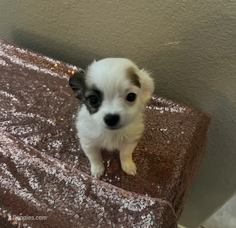 Female 7 – Chihuahua puppy for sale in North Las Vegas, NV