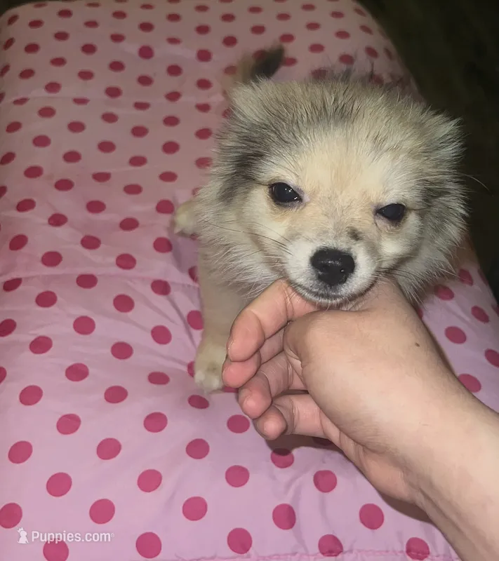 Female 1 – Chihuahua, Pomeranian puppy for sale in North Las Vegas, NV