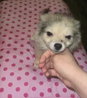 Female 1, a female Chihuahua and Pomeranian for sale in North Las Vegas, NV – 1 of 4