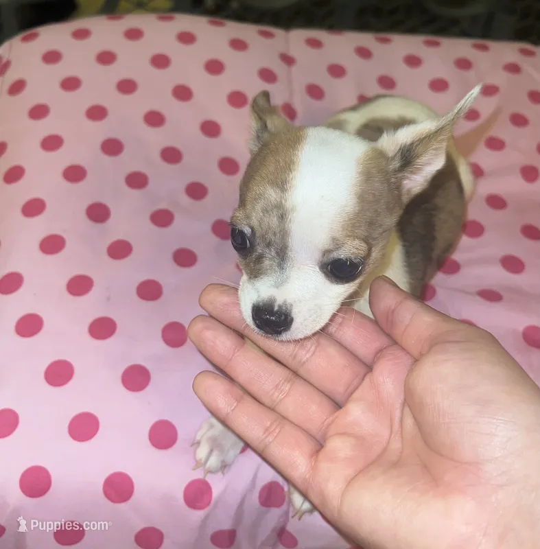 Female 2 – Chihuahua puppy for sale in North Las Vegas, NV