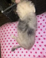 Female 1, a female Chihuahua and Pomeranian for sale in North Las Vegas, NV – 4 of 4