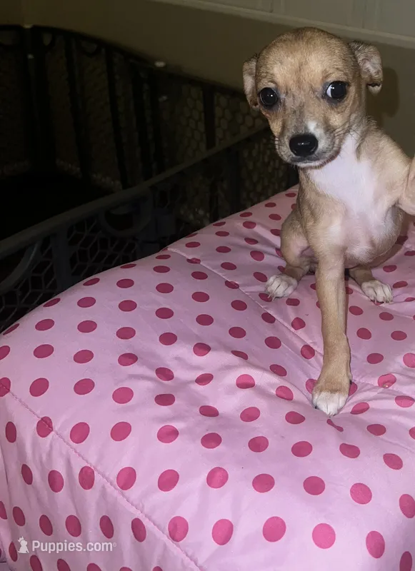 Female 5 – Chihuahua puppy for sale in North Las Vegas, NV