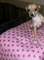 Female 5, a female Chihuahua for sale in North Las Vegas, NV – 1 of 10