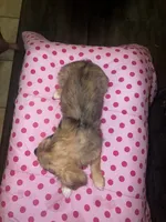 Female 3, a female Chihuahua for sale in North Las Vegas, NV – 5 of 8