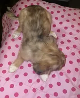 Female 4, a female Chihuahua for sale in North Las Vegas, NV – 8 of 10