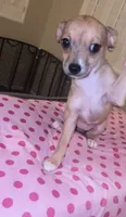 Female 5, a female Chihuahua for sale in North Las Vegas, NV – 4 of 10