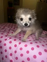 Male pomchi , a male Chihuahua and Pomeranian for sale in North Las Vegas, NV – 6 of 7