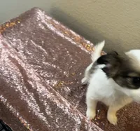 Female 7, a female Chihuahua for sale in North Las Vegas, NV – 2 of 10