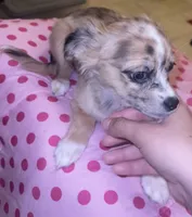 Female 4, a female Chihuahua for sale in North Las Vegas, NV – 9 of 10