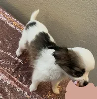 Female 7, a female Chihuahua for sale in North Las Vegas, NV – 6 of 10