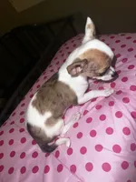 Female 2, a female Chihuahua for sale in North Las Vegas, NV – 5 of 8