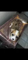 Female 6, a female Chihuahua for sale in North Las Vegas, NV – 4 of 10