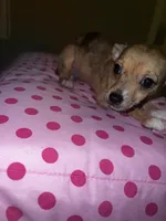 Female 5, a female Chihuahua for sale in North Las Vegas, NV – 8 of 10