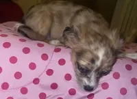 Female 4, a female Chihuahua for sale in North Las Vegas, NV – 4 of 10