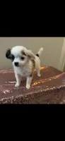 Female 7, a female Chihuahua for sale in North Las Vegas, NV – 9 of 10