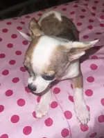 Female 2, a female Chihuahua for sale in North Las Vegas, NV – 4 of 8