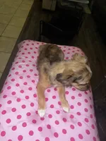 Female 3, a female Chihuahua for sale in North Las Vegas, NV – 3 of 8