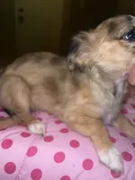 Female 4, a female Chihuahua for sale in North Las Vegas, NV – 2 of 10