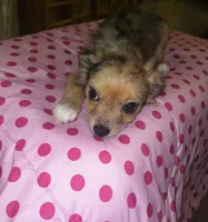 Female 3, a female Chihuahua for sale in North Las Vegas, NV – 2 of 8