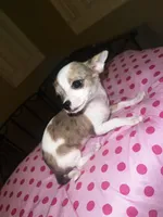 Female 2, a female Chihuahua for sale in North Las Vegas, NV – 8 of 8